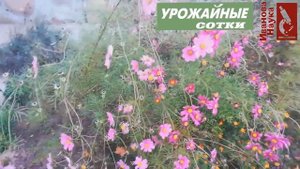 Цветы как сидераты. Ч. 2. Космея - красота для плодородия и урожая!