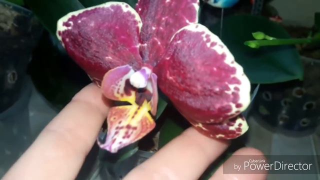 Цветем в феврале. Кто скоро зацветет и кто уже цветет? смотреть онлайн