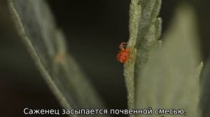 Можжевельник Принц Уэльский: описание, посадка и уход