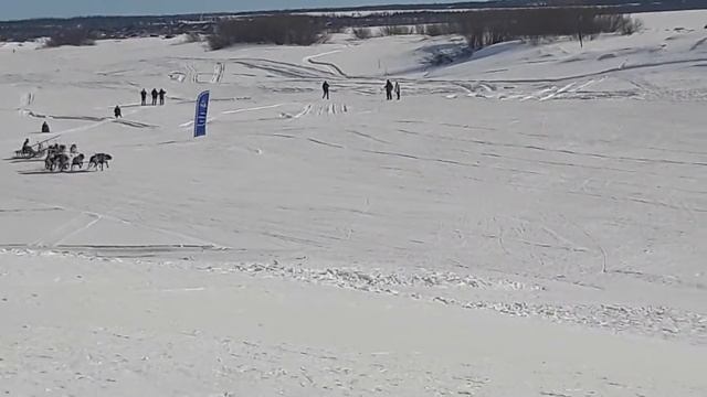 Салехард.Гонки на оленьих упряжках.День Оленевода 2019 смотреть онлайн