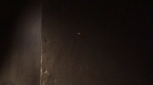 ТАРАКАНЫ ЛЕТАЮТ!! ЛЕТАЮТ КАК ПТИЦЫ!!