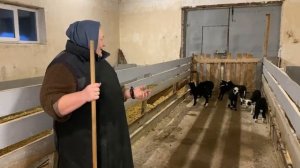 Кормовой стол для овец. корм ок80 для овец.