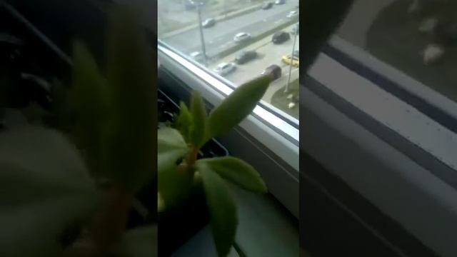 Новороссийск #гдежить #каланхоэ цветет# смотреть онлайн