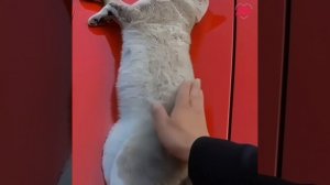 Разбудили кота.