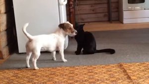 Дружат ли собаки с кошками!?