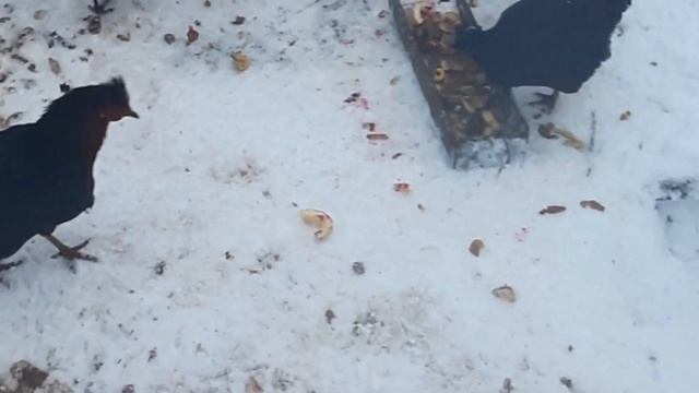 Выгул домашней птицы смотреть онлайн