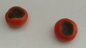 Чёрные пятна на плодах томата - вершинная гниль. Или чем плохи универсальные удобрения.
