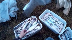 Рыбалка на севере. Пелядь,хариус.