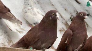 Николаевские голуби Филатова Вячеслава 2023 ❄️ тел. 8 (927) 689-92-89
