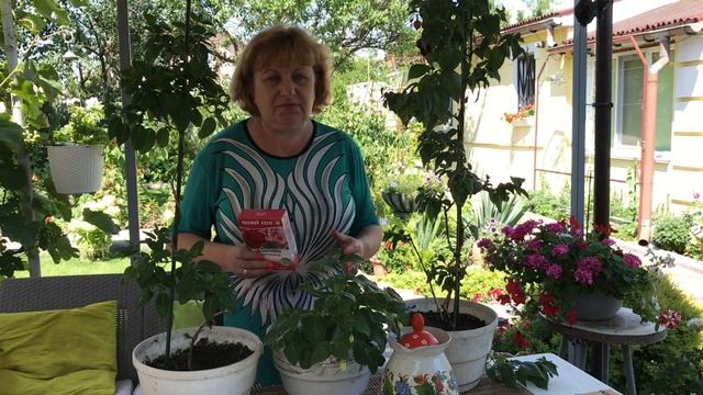 Фуксия летом! БАЛЕРИНА САДА. смотреть онлайн