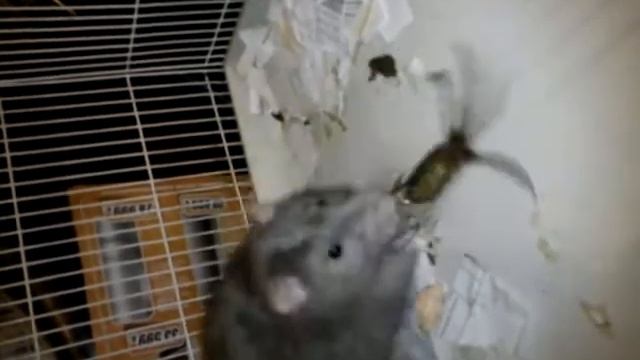 крыса разделывает краба смотреть онлайн