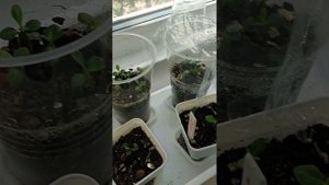 Первый опыт адениумов из семян🤗Что лучше в грунт или на салфетку? ☝