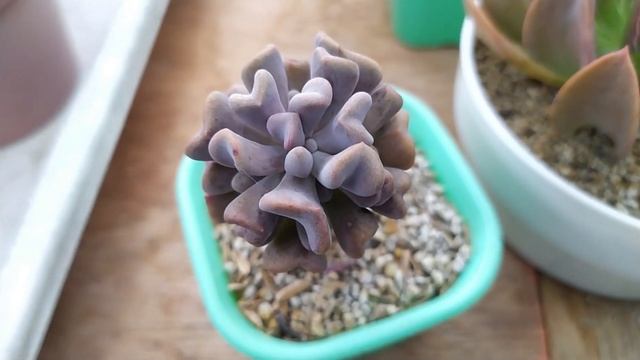 Echeveria Runyonii / Lucita (ft. Hybrids) / Succulent Profile & Care Guide | Kalei Plants смотреть онлайн