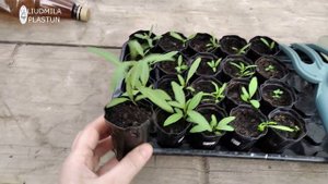 ГОДЖИ семенами 🌱 Выращиваем и высаживаем на участок.