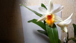 ДЕНДРОБИУМ DAWN MAREE ДЕБЮТ ПОЛНЫЙ РОСПУСК