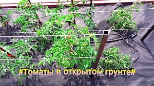 "томат"#Огород#Сад#Дача