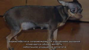 Профилактика и лечение мастита у собаки в домашних условиях