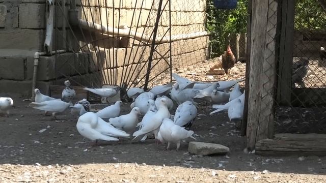 Бакинские голуби Замика в Ленкорани!