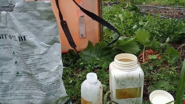 Четвертая обработка винограда от болезней 2019 смотреть онлайн