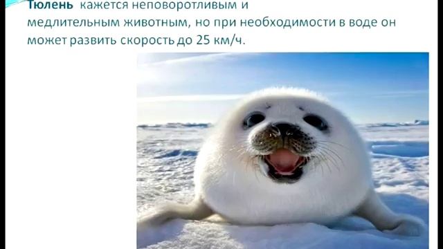 Презентация Окружаемый мир 4 кл. Арктика смотреть онлайн