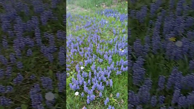 blue flowers