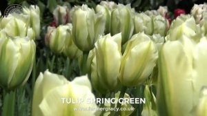 Tulip 'Spring Green' - FarmerGracy.co.uk