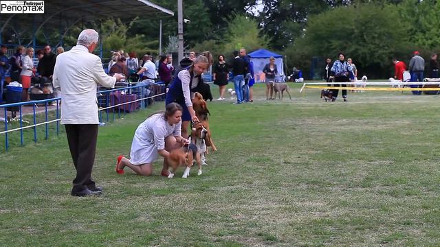 25. Лучшая собака 6-й группы смотреть онлайн