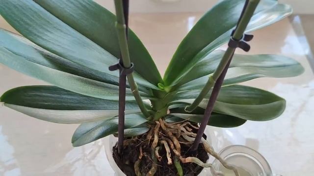 ТОЛСТЯНКА (лат. Crássula) ДЛЯ ОРХИДЕЙ!? РЕЗУЛЬТАТ ЛЕЧЕНИЯ ГНИЛИ СТВОЛА ОРХИДЕИ! ХИРУРГ ДЛЯ ОРХИДЕЙ! смотреть онлайн