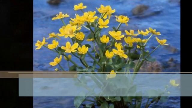 Краски и звуки Кандалакшского заповедника смотреть онлайн