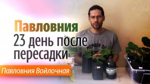 Павловния Войлочная через 23 дня после пересадки.