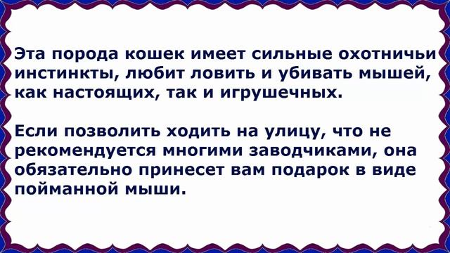 Американская Короткошерстная, Породы кошек, описание, уход