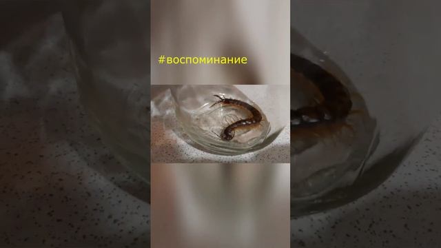 сколопендра страшный жук 3 часть / СМОТРИ ОПИСАНИЕ ПОД ВИДЕО / жизнь на даче / дом #short