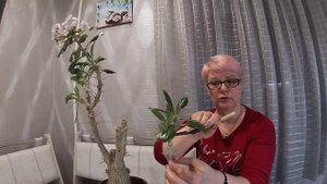 Цветение Пахиподиума Ламера.