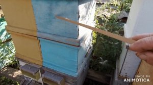 Работа с ульем Озерова Результат