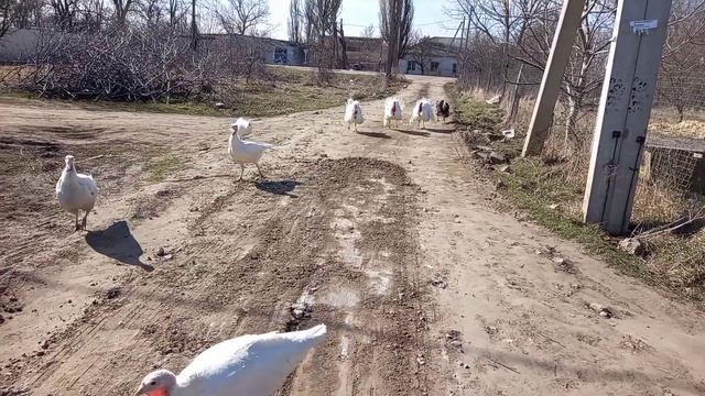 14.03.21.Результаты овоскопирования гусиных яиц.Незваный гость! смотреть онлайн