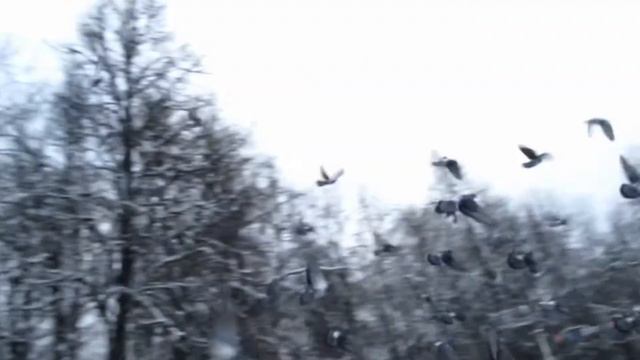 Птицы зимой. Голуби. Звук голубя, голос голубя, воркование голубя