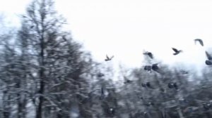 Птицы зимой. Голуби. Звук голубя, голос голубя, воркование голубя