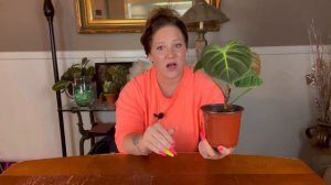 Philodendron El Choco Red Care!