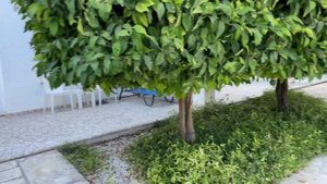Кипр/Отличный бюджетный отель/Айа Напа/Отель Fedrania Gardens/