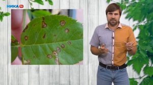 Болезни роз и способы лечения