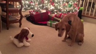 Собака боится поющую игрушку