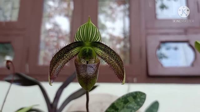 Paphiopedilum wardii & Dendrobium pendulum alba смотреть онлайн