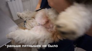 ТЕМНЫЕ ПЯТНА НА ЖИВОТЕ у щенка Тихона, ши-тцу