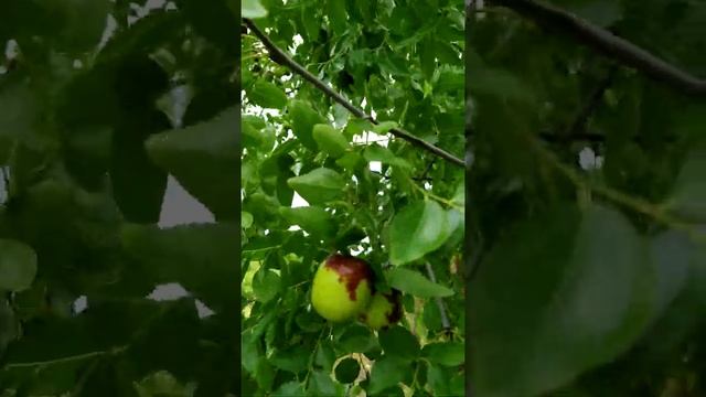Экзотика в саду ?: Зизифус,Китайский финик,Унаби/Exotic in the garden: Ziziphus,Chinese date, Unabi смотреть онлайн