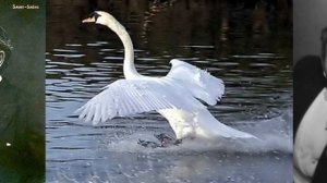 *****Романс "Лебедь" на музыку Камиля Сен-Санса, стихи Бориса Ренгинского. Поёт Геннадий Пищаев.