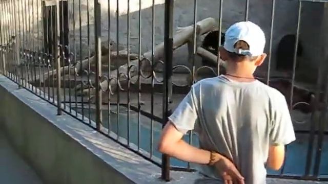 Медвежата играются в зоопарке смотреть онлайн