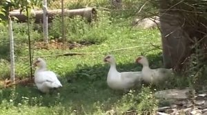Мускусная утка.  Разведение в домашних условиях
