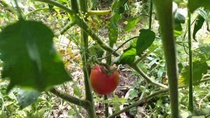 томат тигренок 22.07.2022