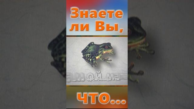 Знаете ли Вы, Что? Длина лягушки