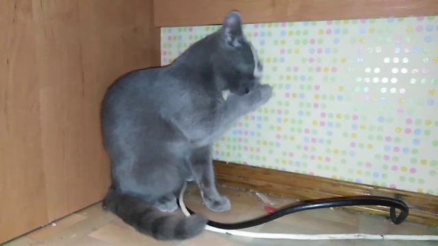 Кошкарбай в бумажной маске-Человек в железной маске (кошачья версия)